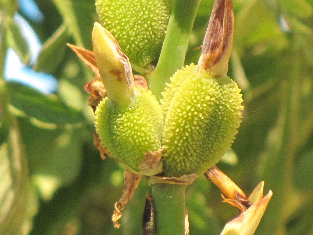 Treating Menopausal-Related Anxiety with Herbs