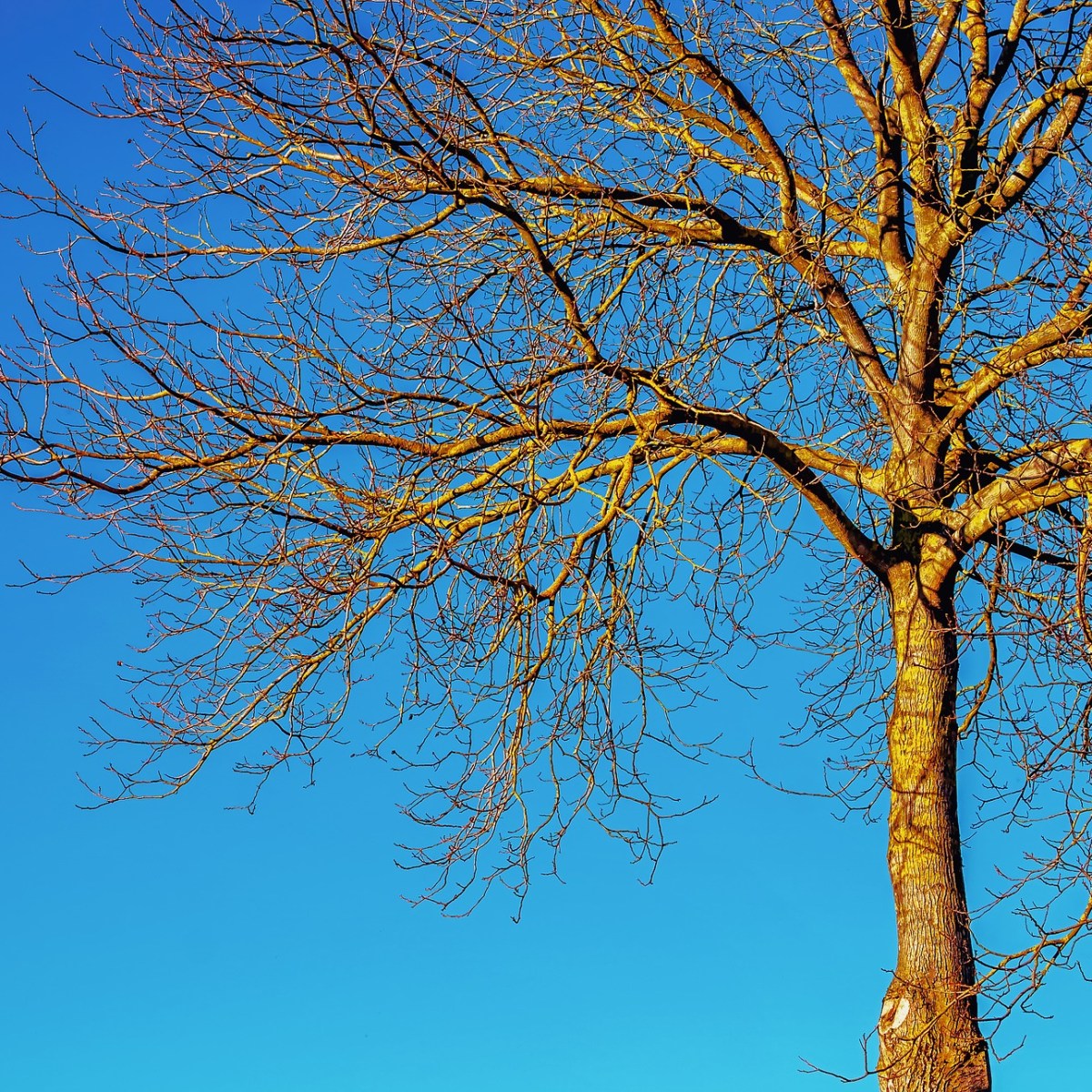 Neuralgia and Acupuncture