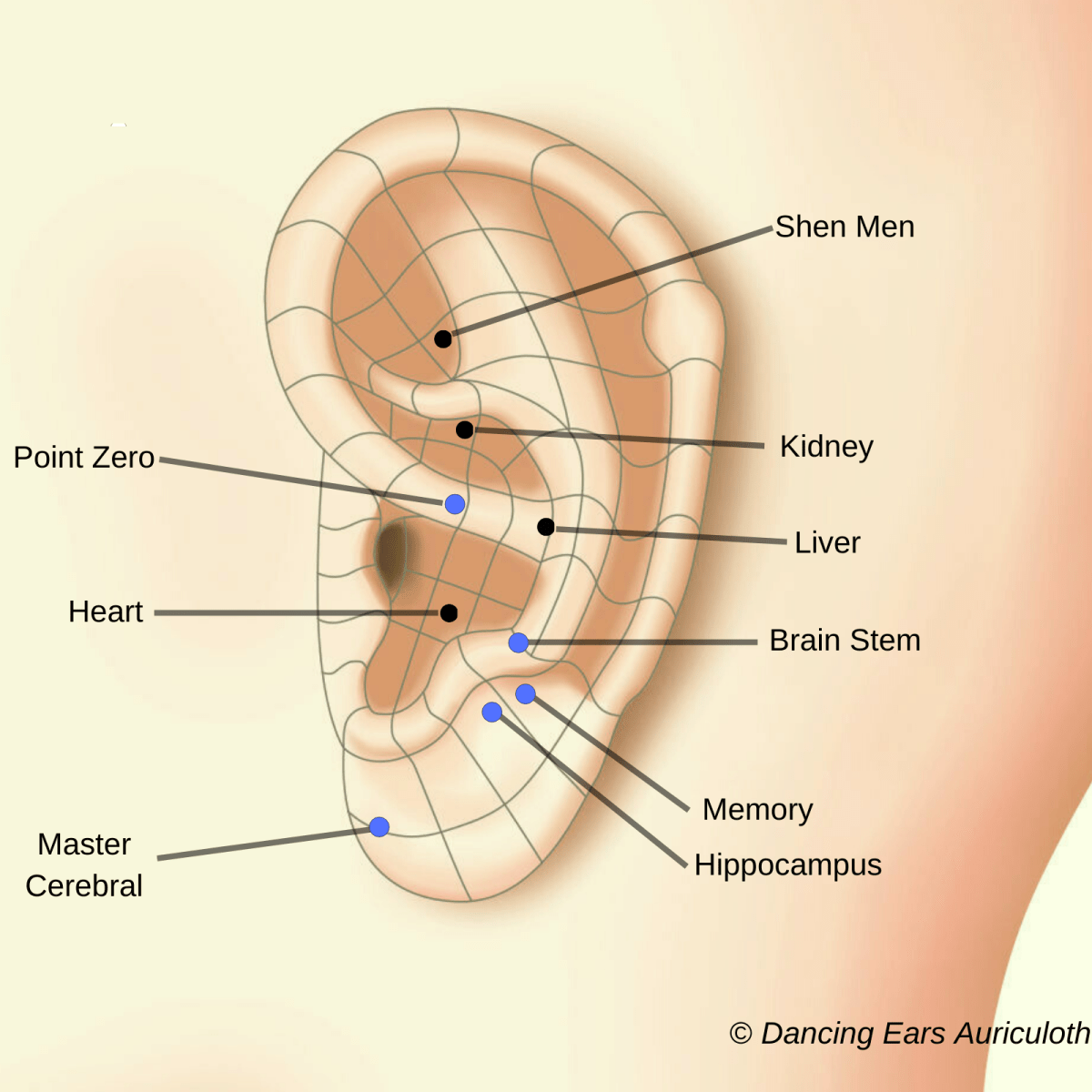 Auriculotherapy for ADHD and Memory Improvement: Ear Stimulation&nbsp;Techniques